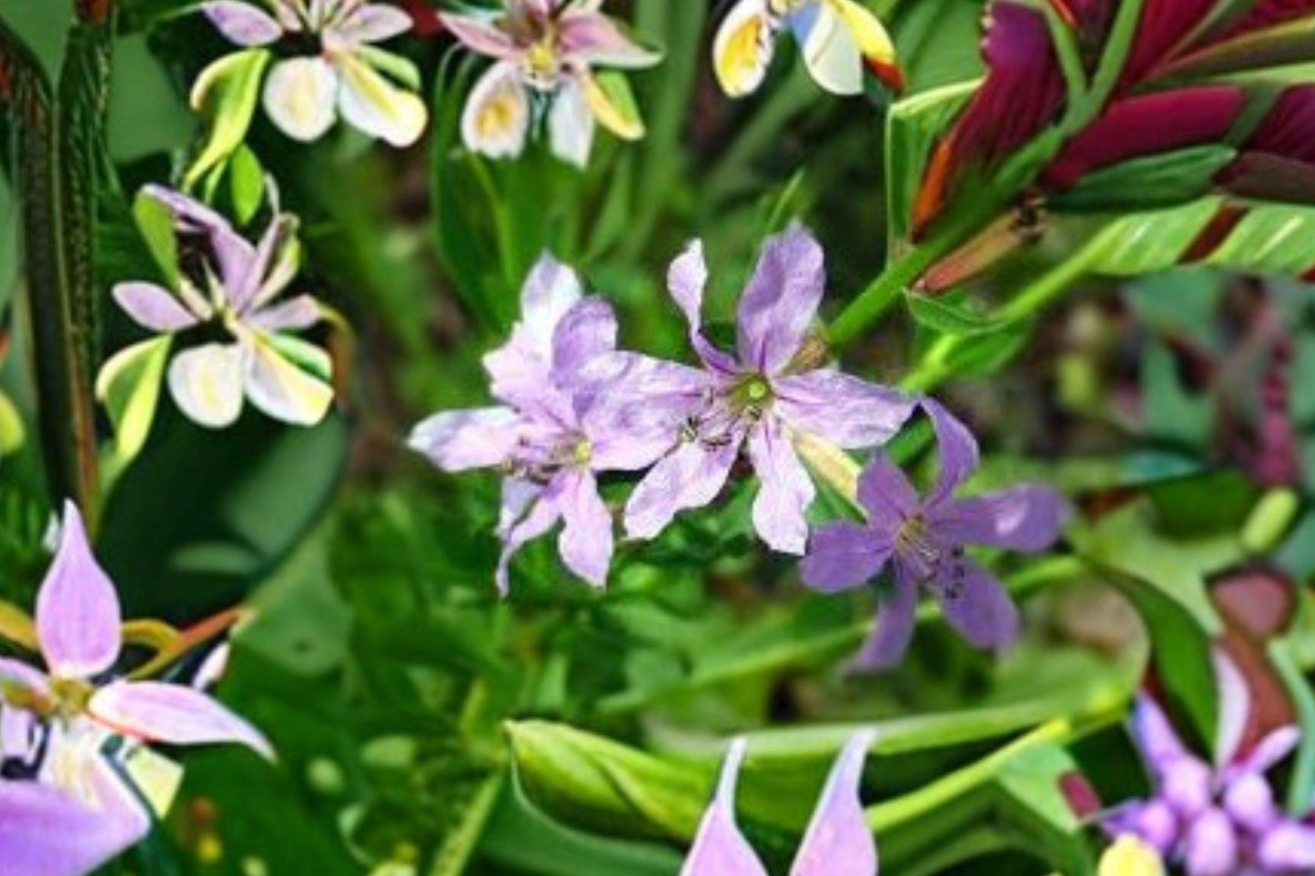 3000 Seeds for Planting Lythrum alatum – Winged Loosestrife, Native Wetland Wildflower with Purple Blooms