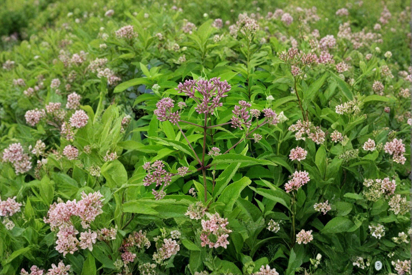 100 Purple Joe Pye Weed Seeds – Eutrochium purpureum – Native Pollinator Plant