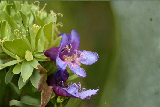 100 mg Penstemon rydbergii Seeds – Rydberg’s Beardtongue Wildflower for Native & Pollinator Gardens