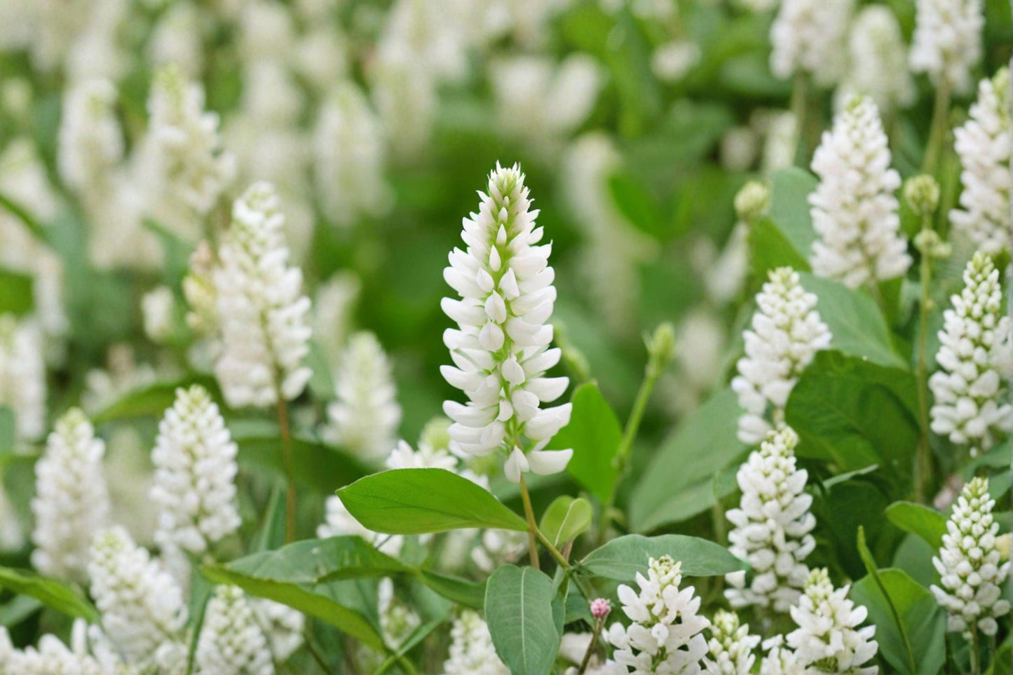 100 White Sweet Clover Seeds – Melilotus alba – Cover Crop – Pollinator Plant – Nitrogen Fixer