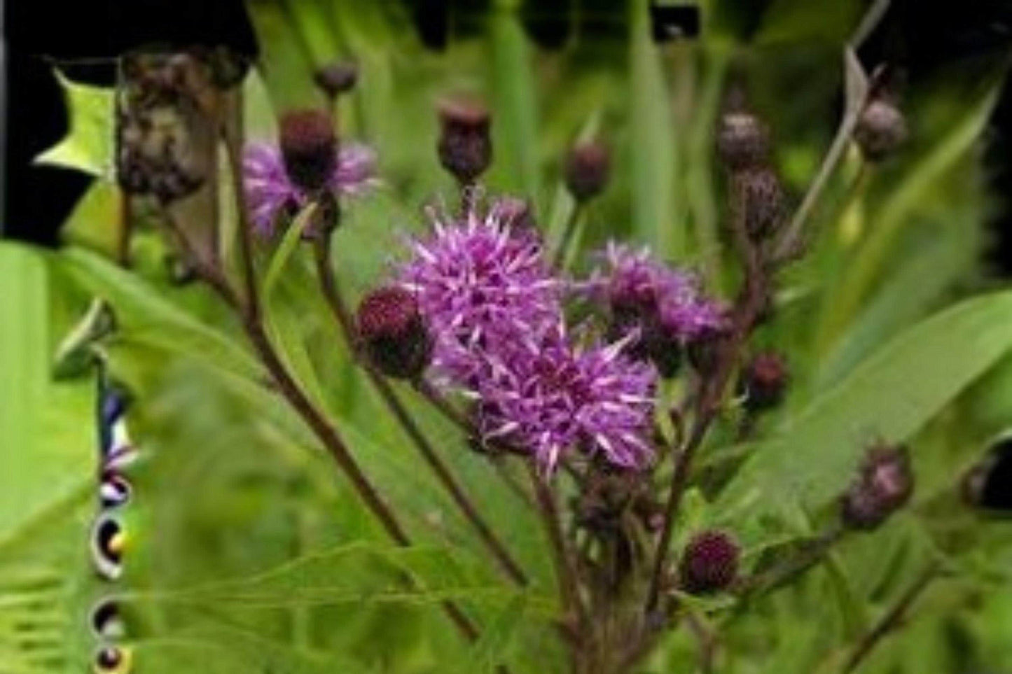 100 Seeds for Planting Vernonia noveboracensis – New York Ironweed, Native Purple Wildflower, Pollinator Perennial