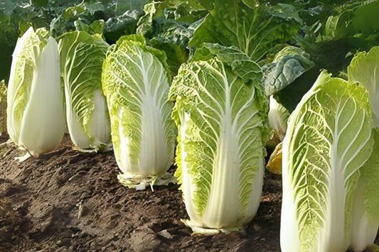 150 Kogane Chinese Cabbage Seeds: Asian Heirloom, Home Garden Variety