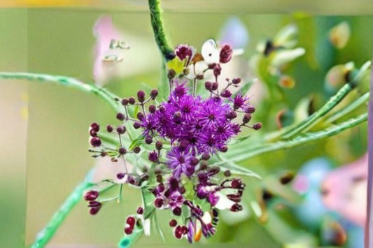 100 Seeds for Planting Vernonia angustifolia – Tall Ironweed, Native Purple Wildflower, Pollinator Perennial