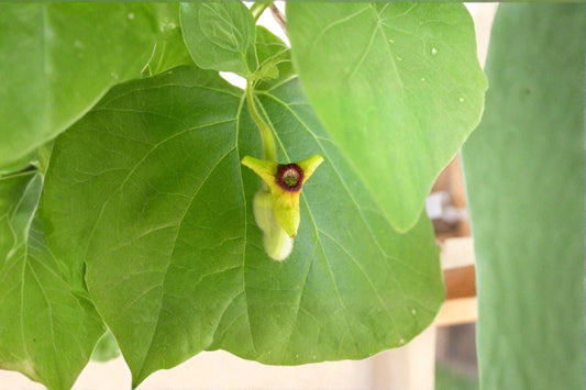 10 Dutchman's Pipevine Seeds – Hardy Shade Climber, Swallowtail Host