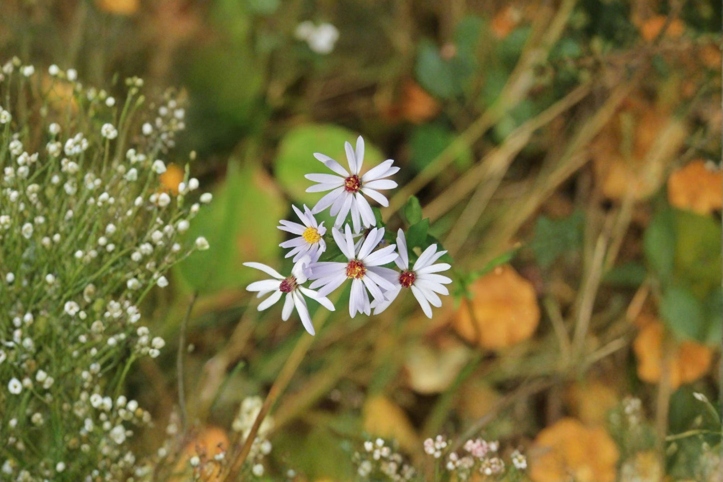 100 Drummonds Aster Seeds – Symphyotrichum drummondii – Native Wildflower