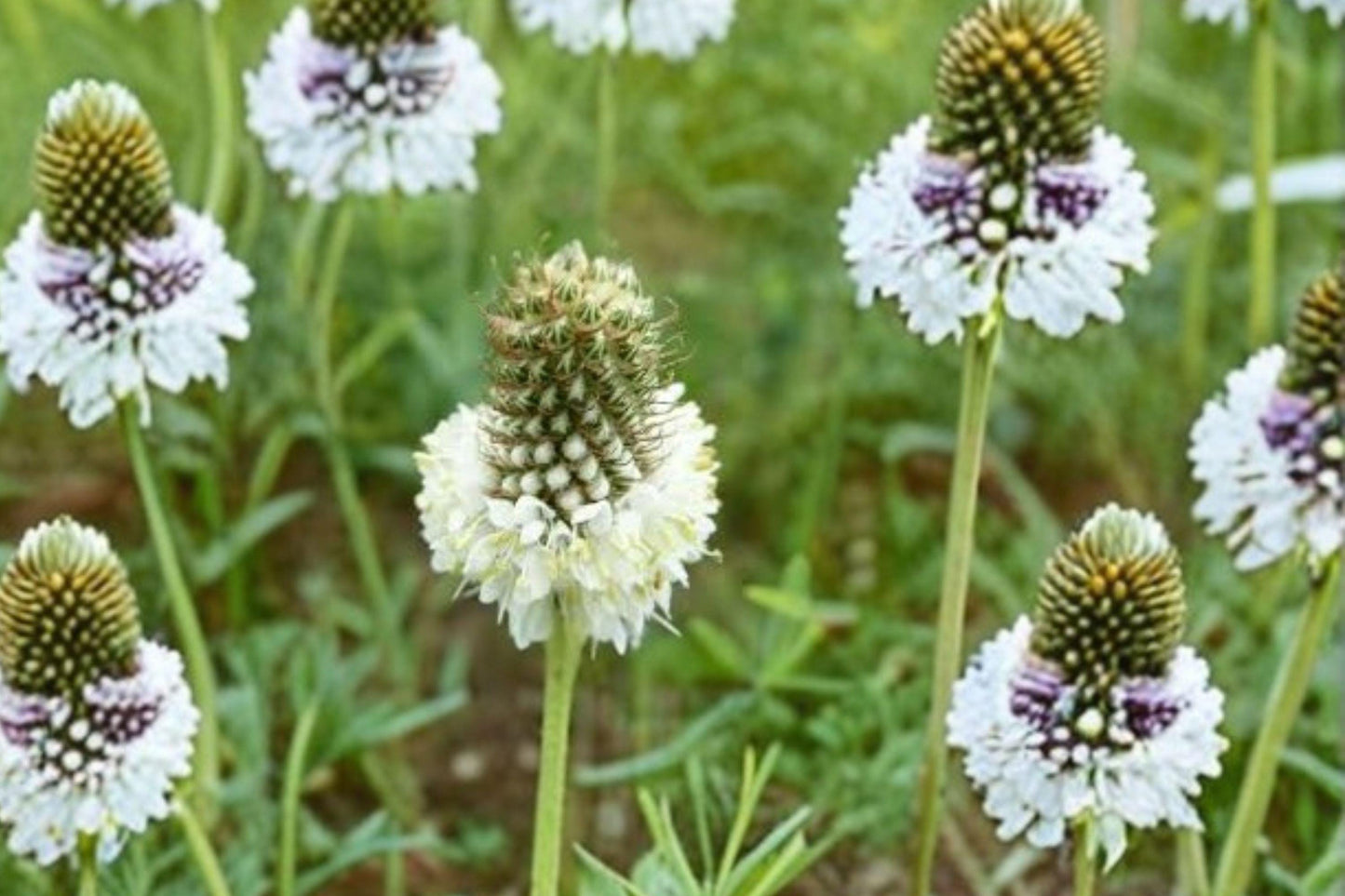 100 White Prairie Clover Seeds – Dalea candida – Native Legume – Pollinator Plant – Prairie Wildflower