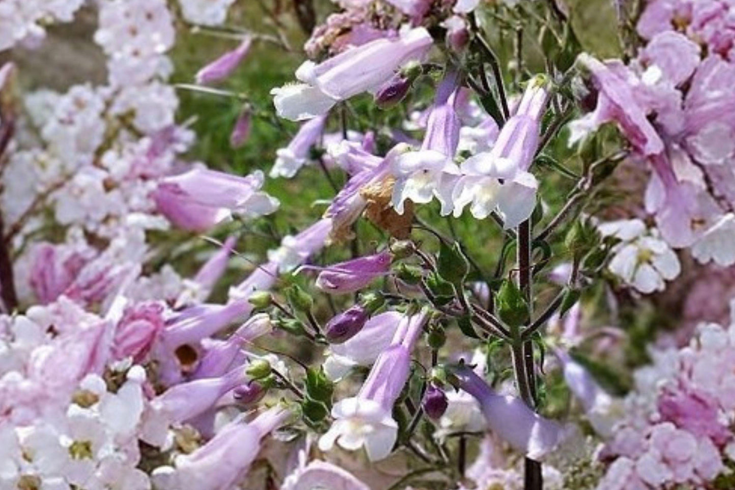 100 Hairy Beardtongue Seeds – Penstemon hirsutus – Native Wildflower – Pollinator Plant