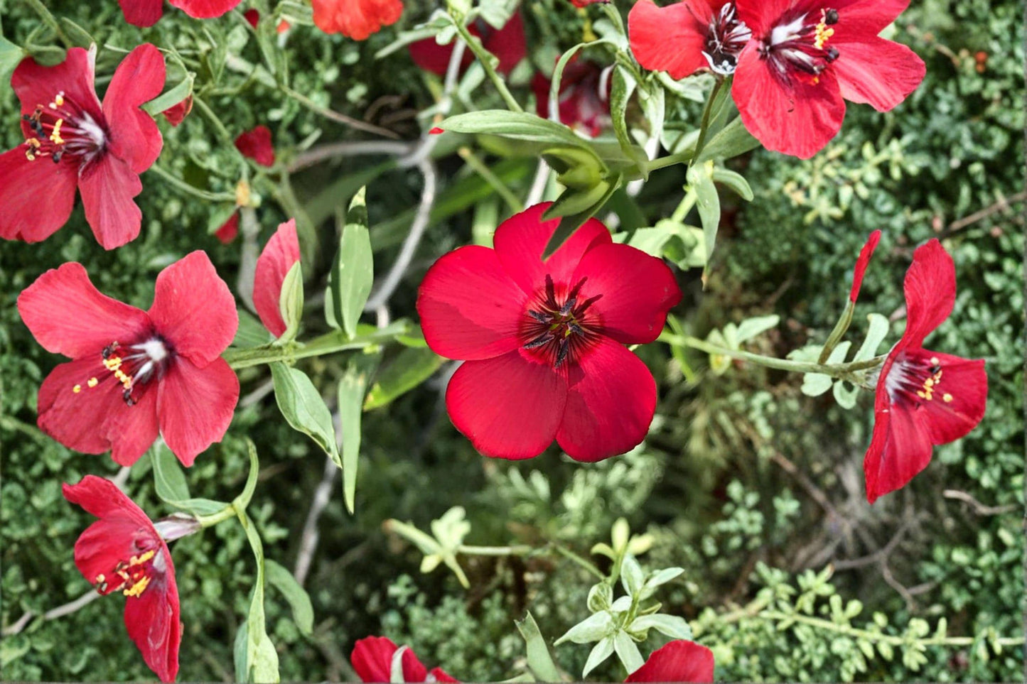 100 Scarlet Flax Seeds – Linum grandiflorum rubrum – Red Wildflower – Annual Flower – Garden Bloom