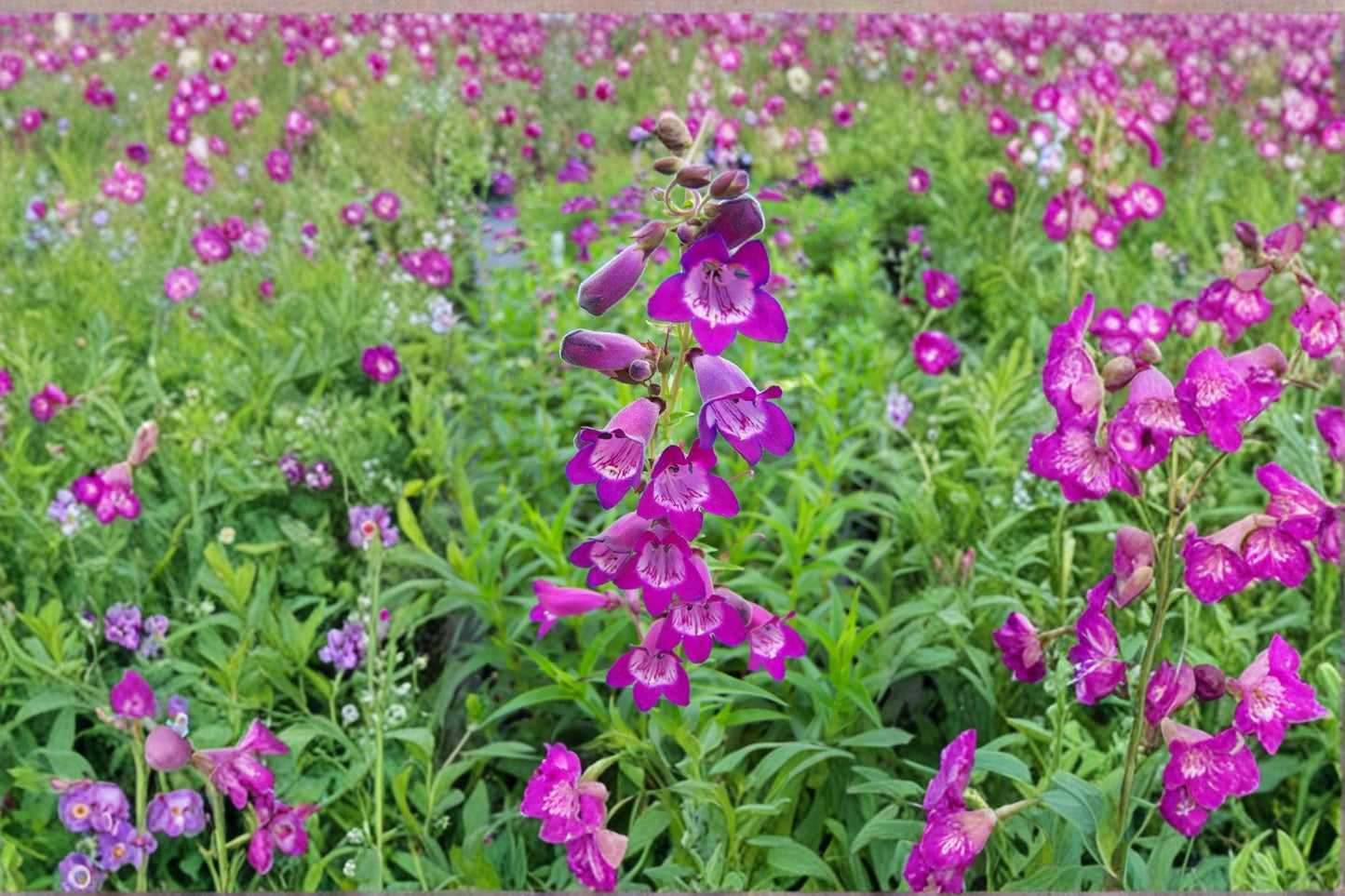 100 mg Penstemon commarhenus Seeds – Dusty Beardtongue Wildflower for Dry, Sunny Native Gardens