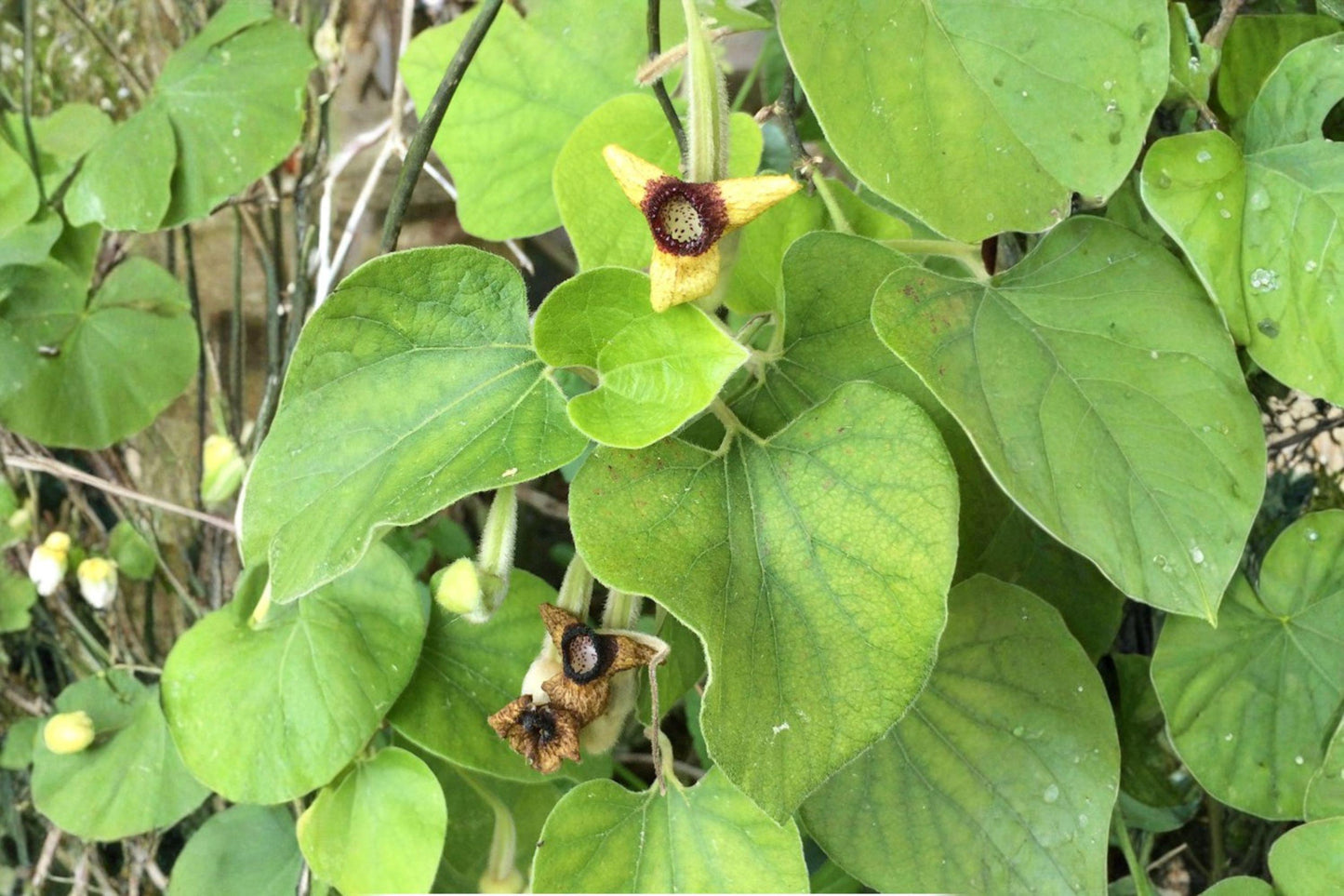 10 Woolly Dutchmans Pipevine Seeds – Aristolochia tomentosa – Native Vine – Butterfly Host Plant – Shade Tolerant