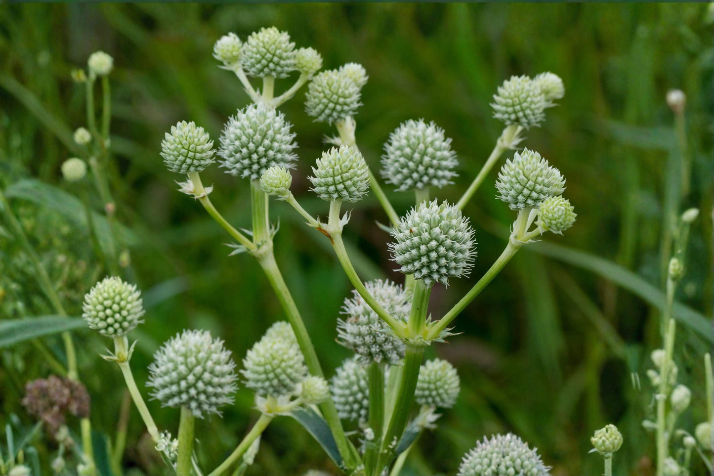 100 Rattlesnake Master Seeds – Eryngium yuccifolium – Native Prairie Wildflower – Pollinator Plant