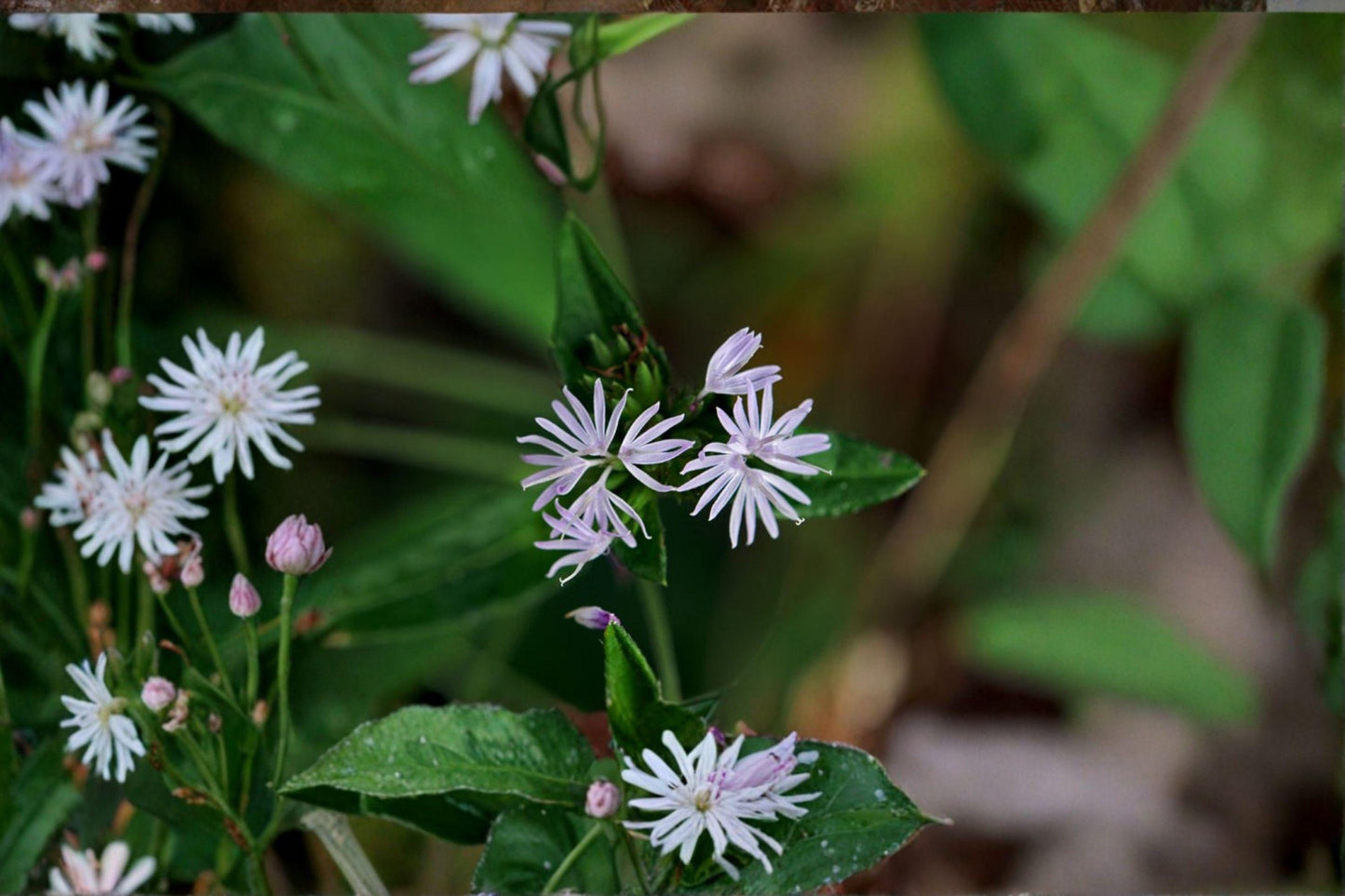 100 Seeds Elephantopus carolinianus – Carolina Elephant’s Foot, Native Wildflower for Pollinator & Woodland Gardens