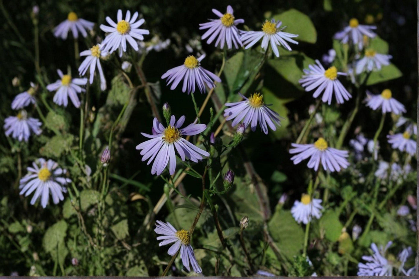 100 Prairie Aster Seeds – Symphyotrichum turbinellum – Native Wildflower
