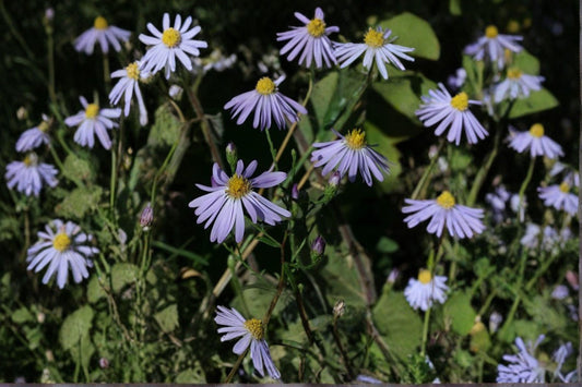 100 Prairie Aster Seeds – Symphyotrichum turbinellum – Native Wildflower