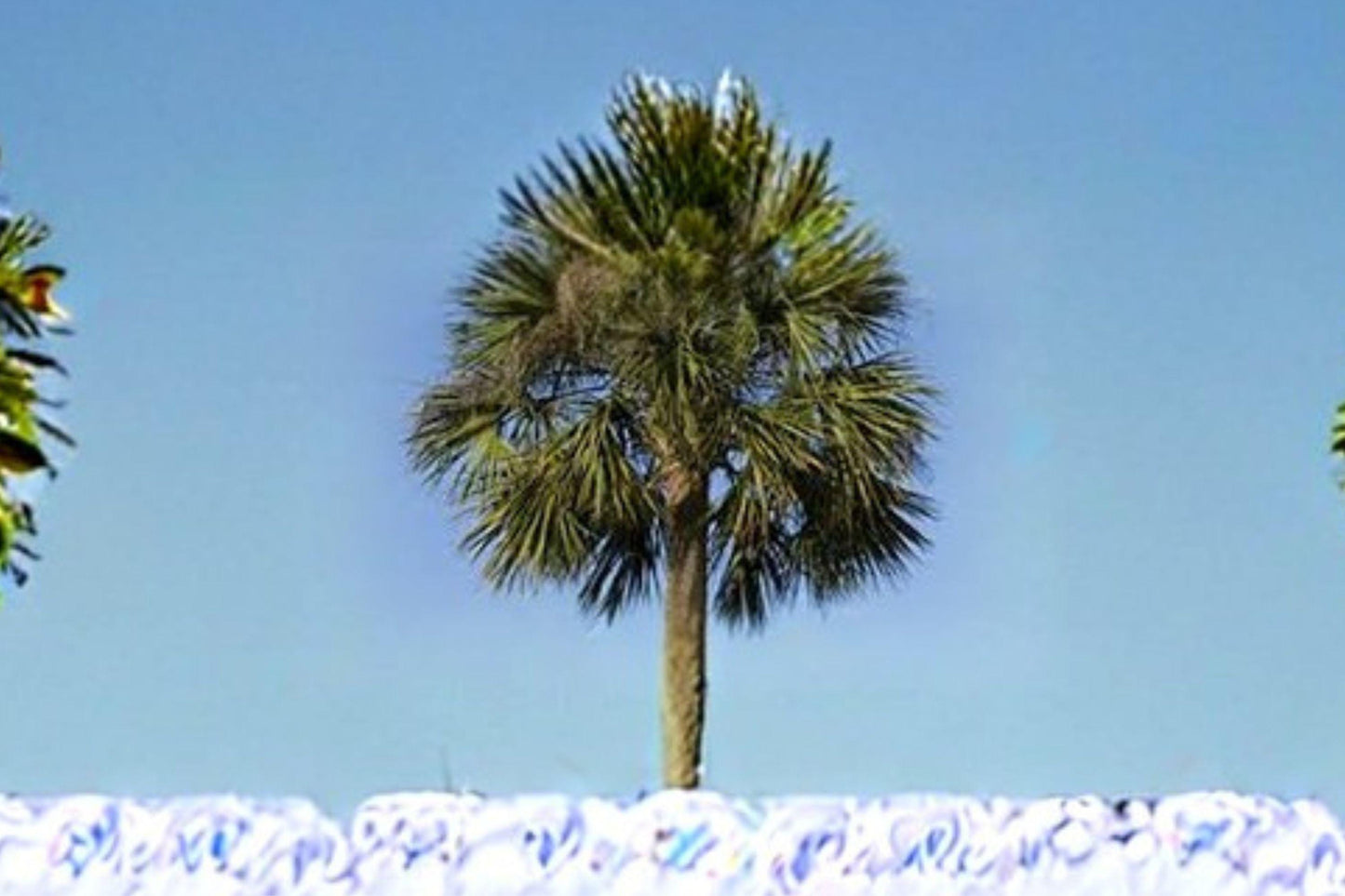 5 Sabal Palmetto Seeds – Native Cabbage Palm Tree, Cold Hardy