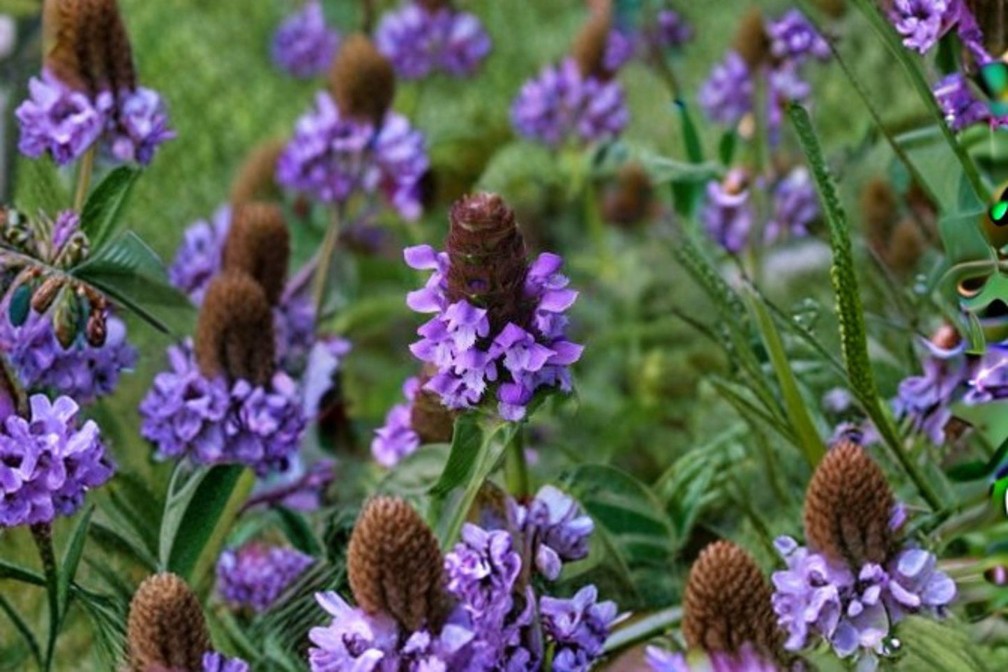 100 Heal All Seeds – Prunella vulgaris – Self Heal Herb – Pollinator Plant – Edible Groundcover