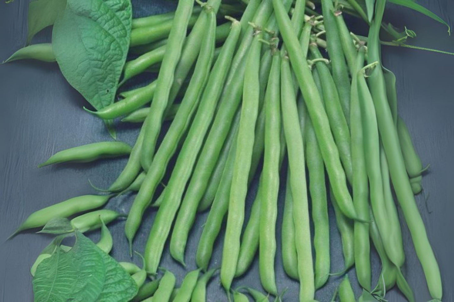 Petite Filet French Bean Seeds: Gourmet Haricots Verts for Garden