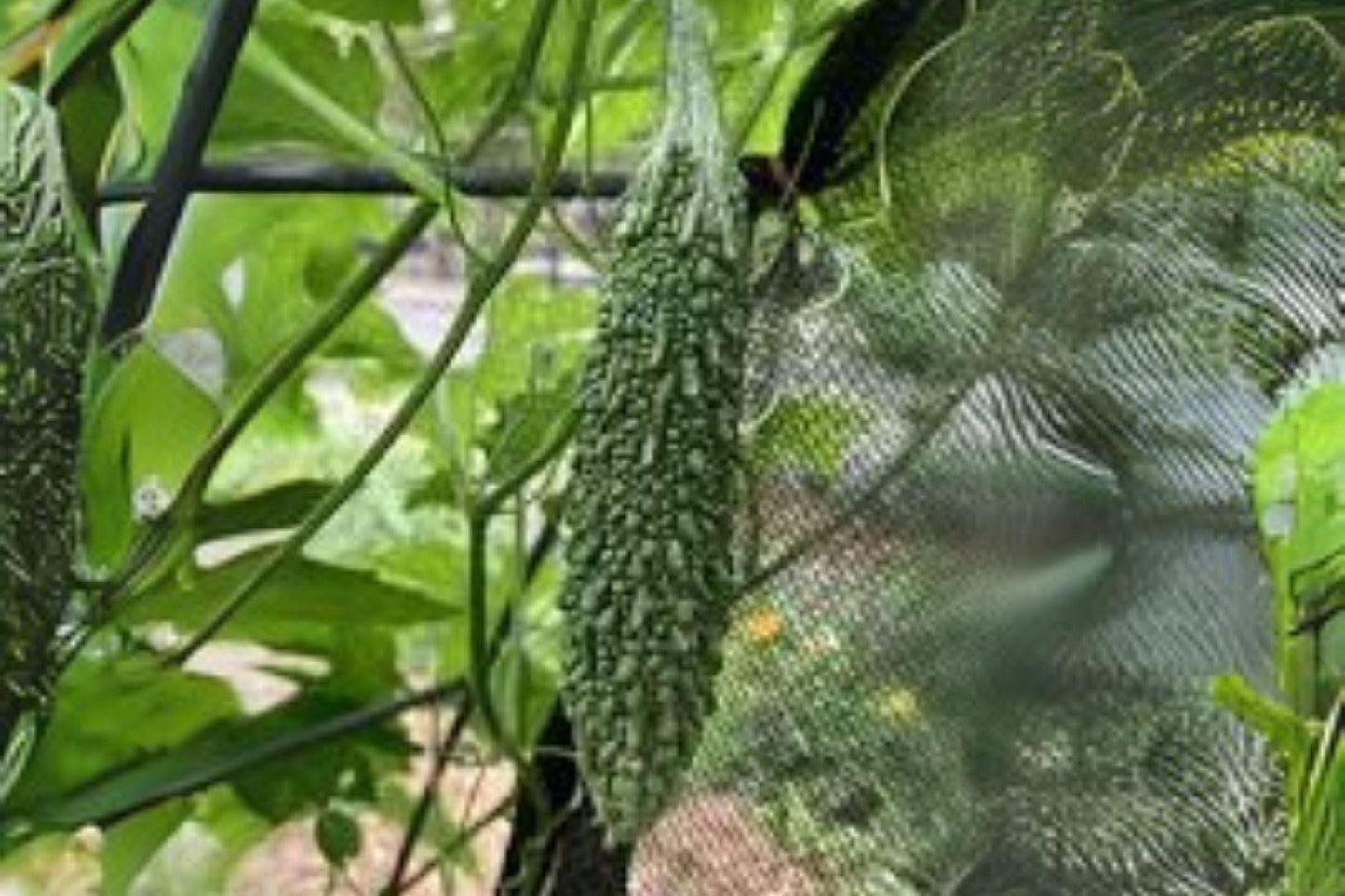 5 Seeds Bitter Gourd Futo Spindle – Unique Heirloom Variety for Home Gardens & Traditional Cooking