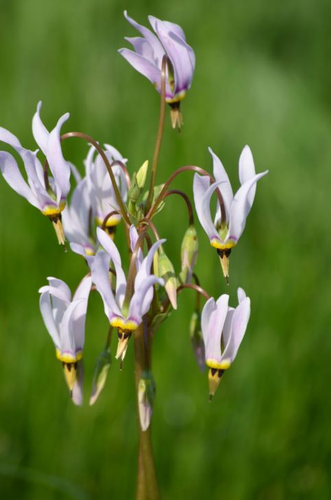 5 Shooting Star Plants (Dodecatheon meadia) Bare Root Wildflower | Pink Hardy Perennial Native Pollinator Garden Flowers