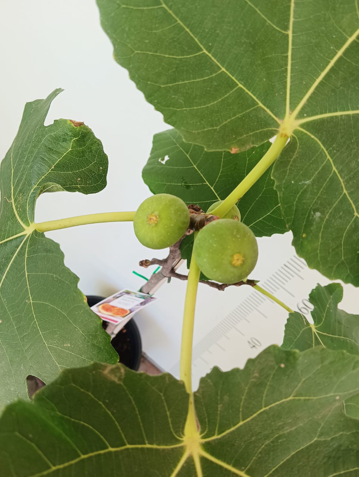 Dominick's Fig Cutting - Unrooted 8