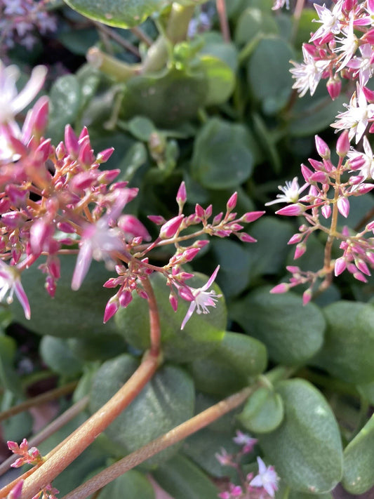 Crassula multicava 'Fairy Crassula' Cuttings, 5 Succulent Stems, Drought-Tolerant, USDA Zones 9-11