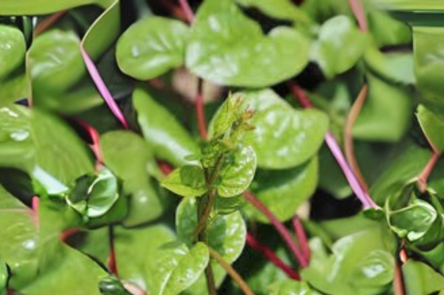 Malabar Spinach Red Stem Seeds: Heirloom Climbing Vine