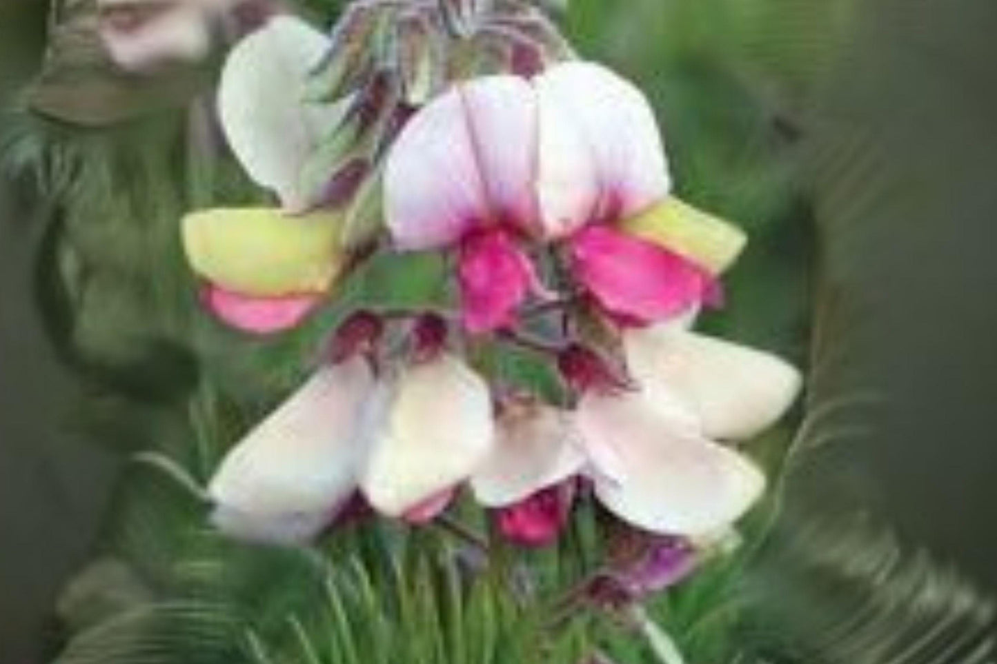 10 Seeds Tephrosia virginiana — Goat’s Rue, Native Perennial Wildflower for Dry Meadows & Prairies