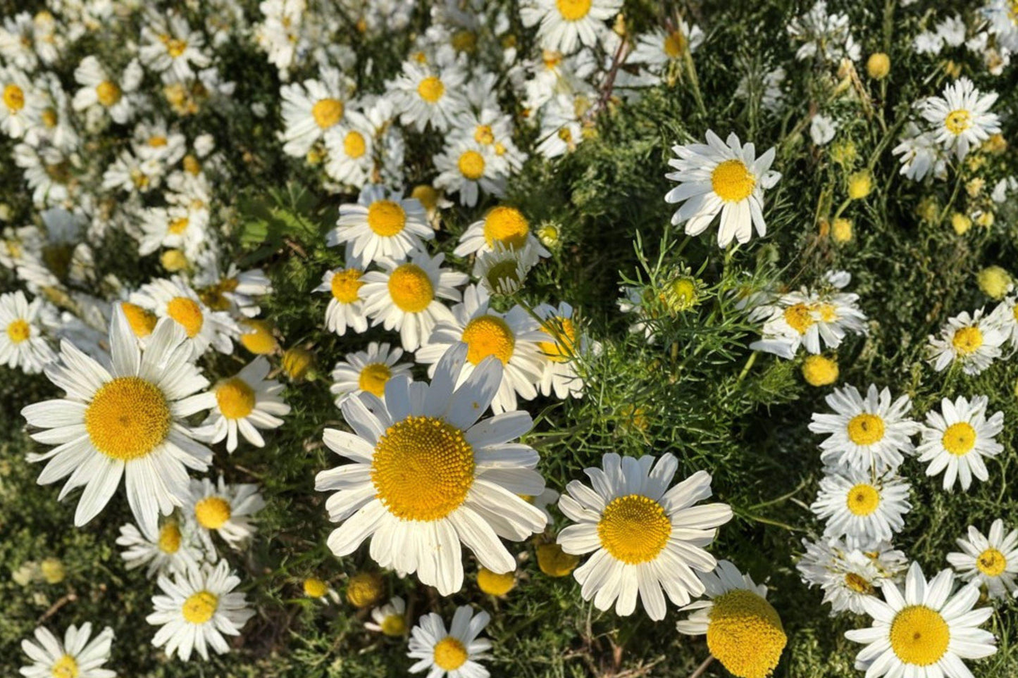 100 German Chamomile Seeds – Matricaria recutita – Medicinal Herb – Herbal Tea Flower