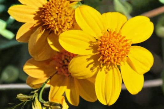 100 Yellowray Goldfields Seeds – Lasthenia glabrata – California Native Wildflower – Spring Blooms