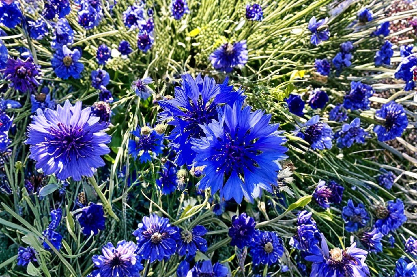 100 Blue Bachelors Button Seeds – Centaurea cyanus – Cornflower – Annual Blue Wildflower