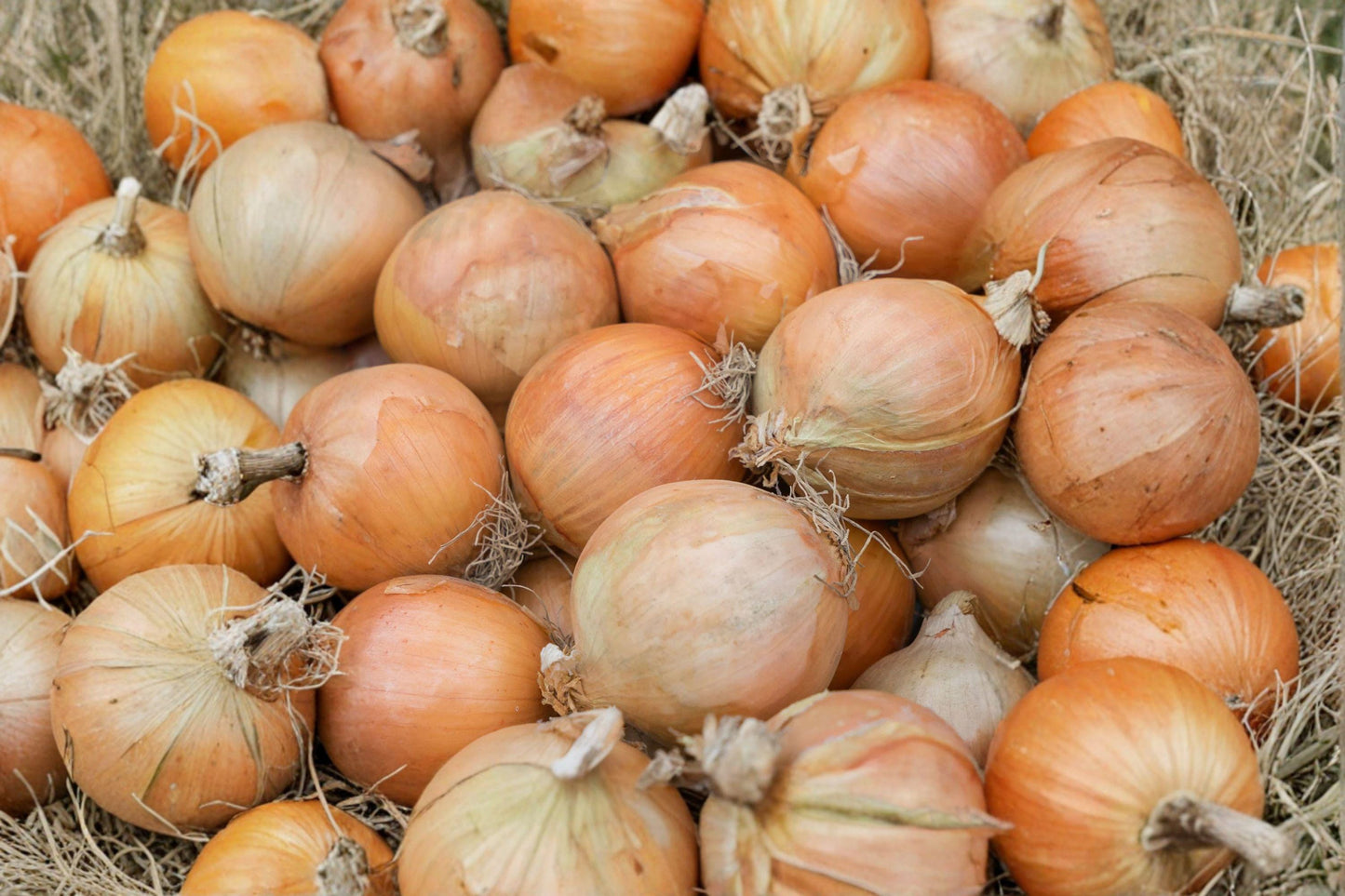 Sweet Spanish Colorado #6 Onion Seeds: Heirloom Vegetable Seeds (250 mg)