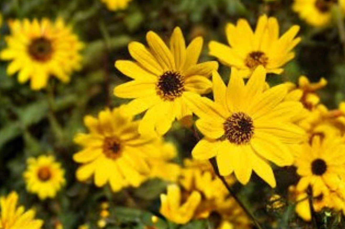 100 Swamp Sunflower Seeds – Helianthus angustifolius – Native Yellow Wildflower – Pollinator Plant