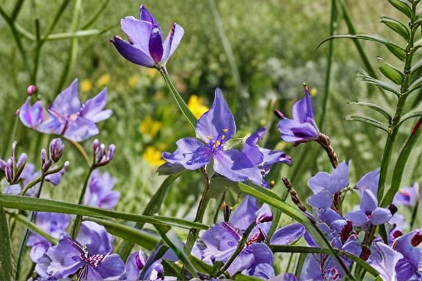 100 Seeds for Planting Western Spiderwort – Tradescantia occidentalis, Native Perennial Wildflower, Purple Blooms