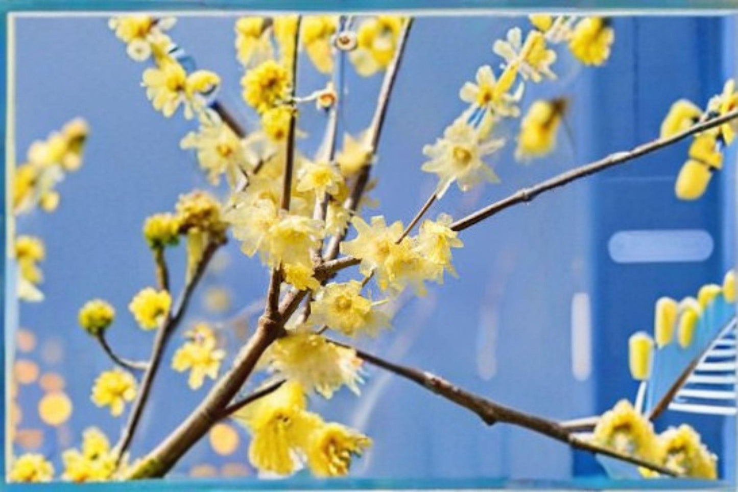 10 Seeds Chimonanthus praecox | Wintersweet Tree | Fragrant Winter Blooming Shrub | Ornamental Garden Seeds
