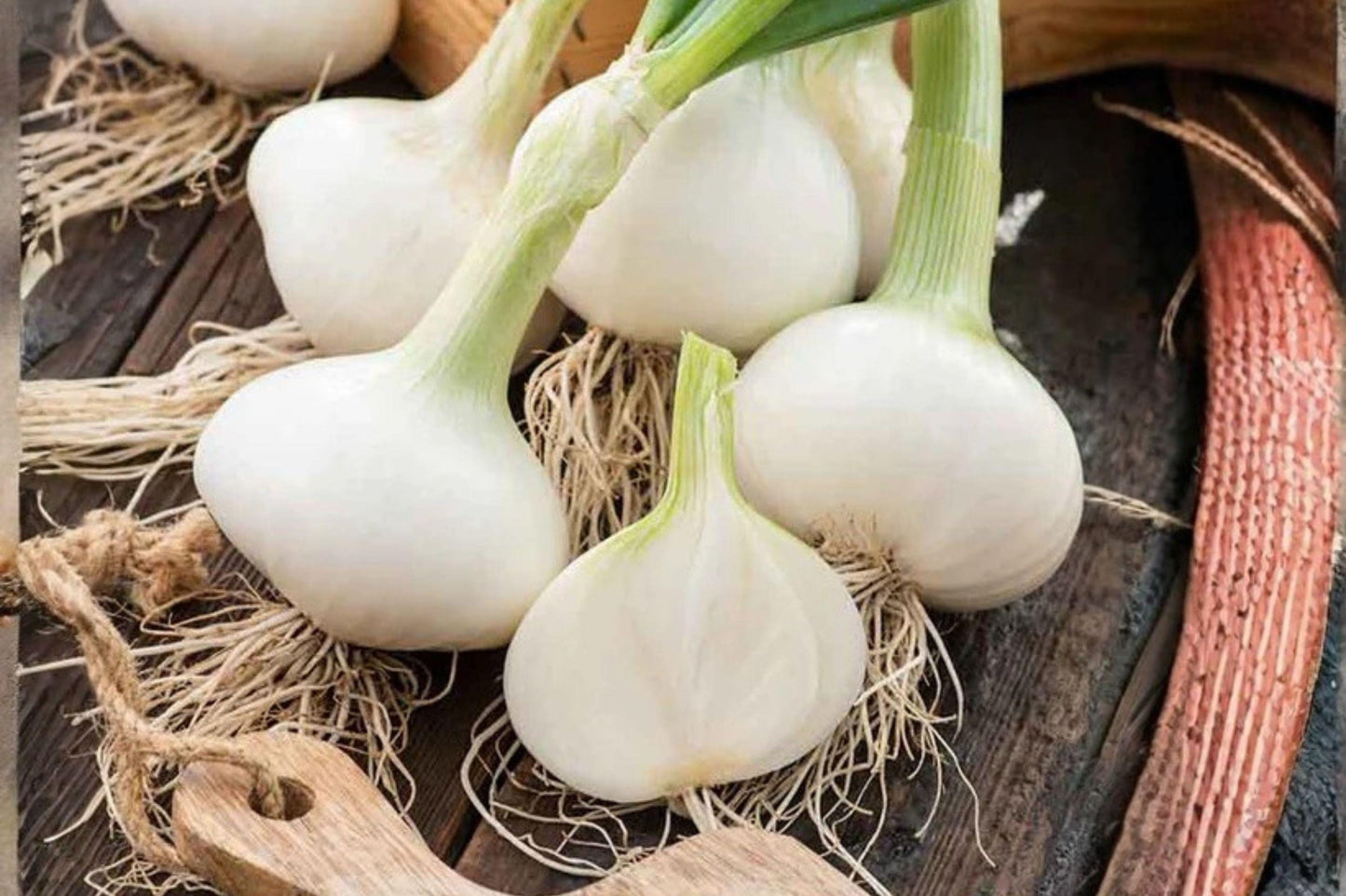 Blanco Duro Onion Seeds | Heirloom White Onion, Home Garden (250 mg)