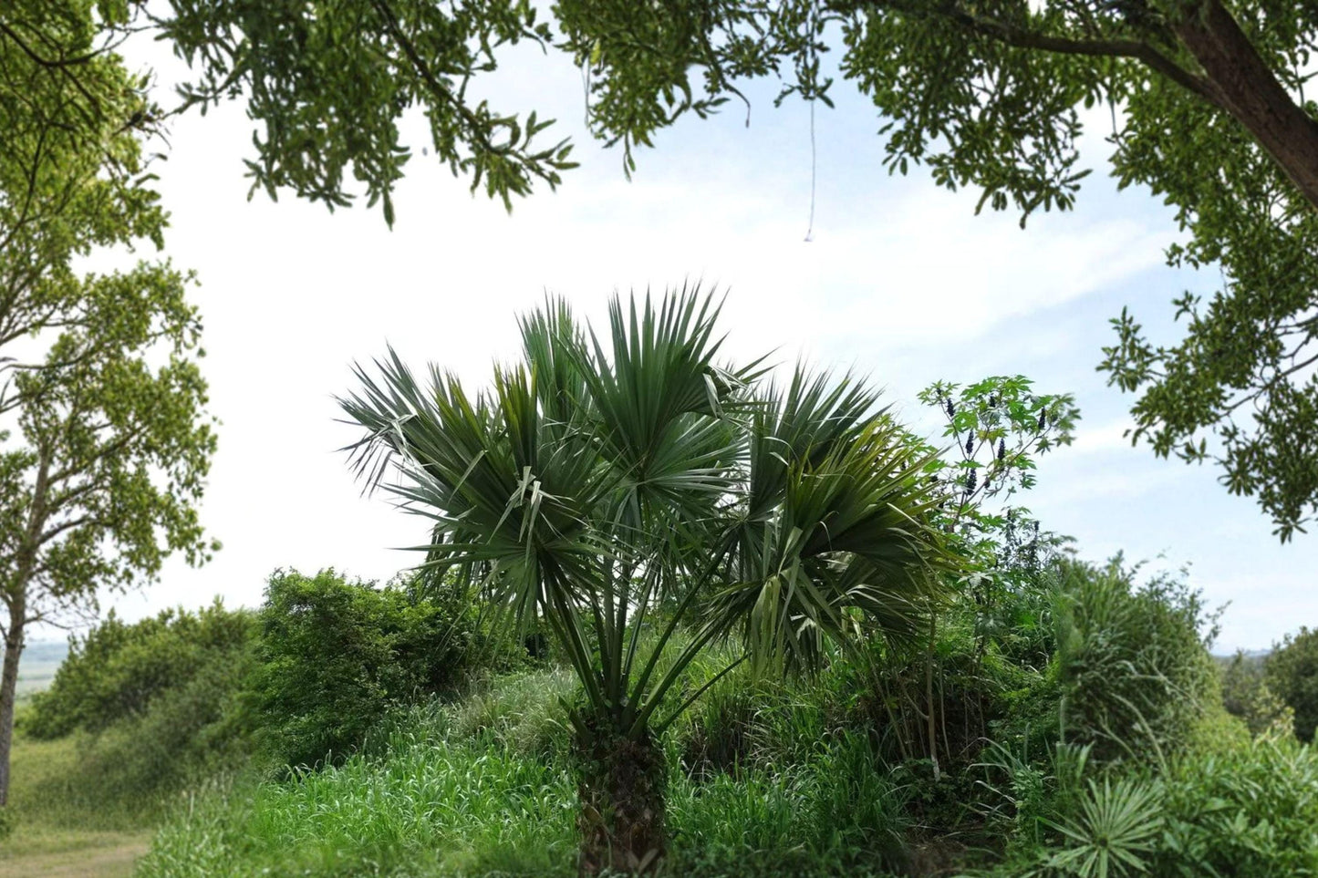 5 Sabal Palmetto Seeds – Native Cabbage Palm Tree, Cold Hardy