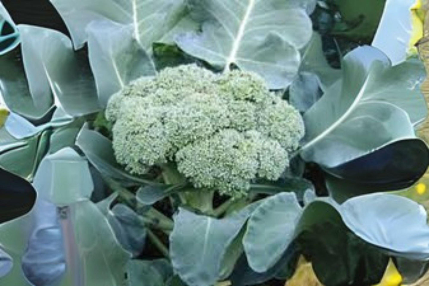 300 Calabrese Broccoli Seeds: Heirloom Green Sprouting Variety