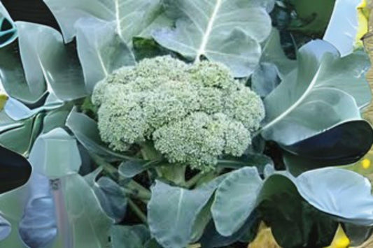 300 Calabrese Broccoli Seeds: Heirloom Green Sprouting Variety