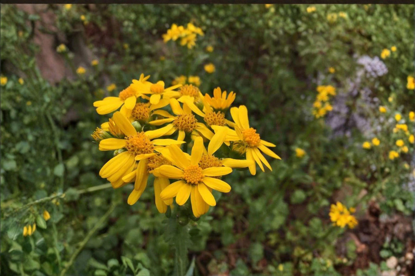100 Golden Butterwort Seeds – Senecio atratus – Rare Wildflower – Native Perennial – Yellow Mountain Flower