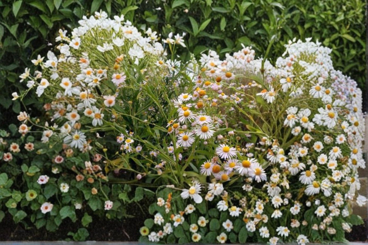 500 Boltonia Decurrens Seeds – Native White Wildflower for Pollinators