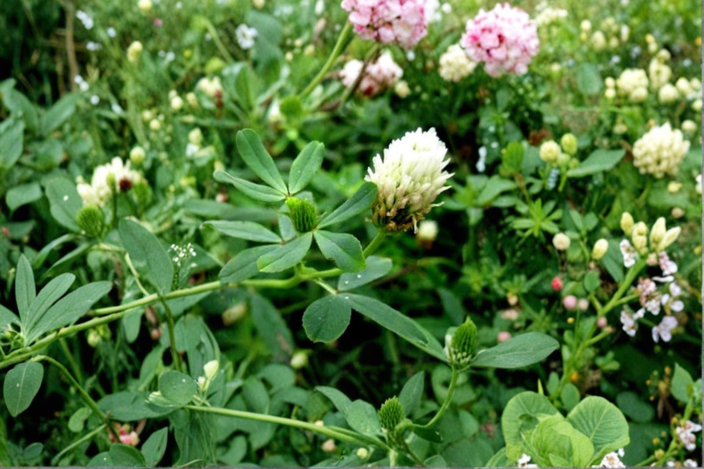100 Berseem Clover Seeds – Trifolium alexandrinum – Egyptian Clover – Cover Crop – Forage Legume