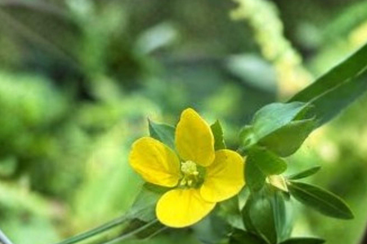 100 Seedbox Seeds – Ludwigia alternifolia – Native Wetland Plant – Pollinator Friendly – Unique Seed Pods