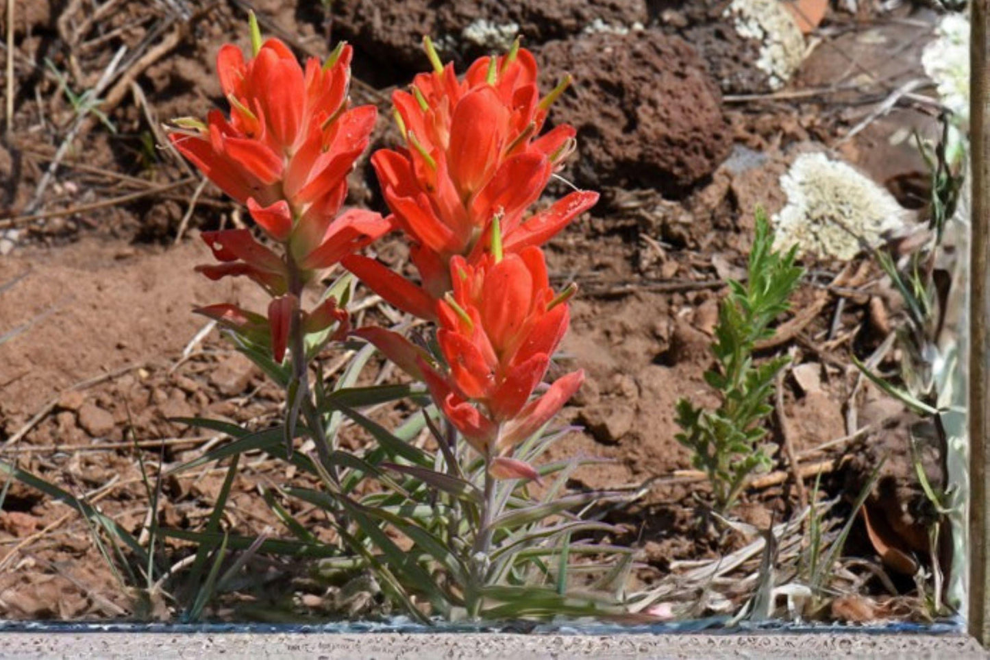300 Seeds for Planting Castilleja integra – Southwestern Indian Paintbrush, Wholeleaf Orange Wildflower