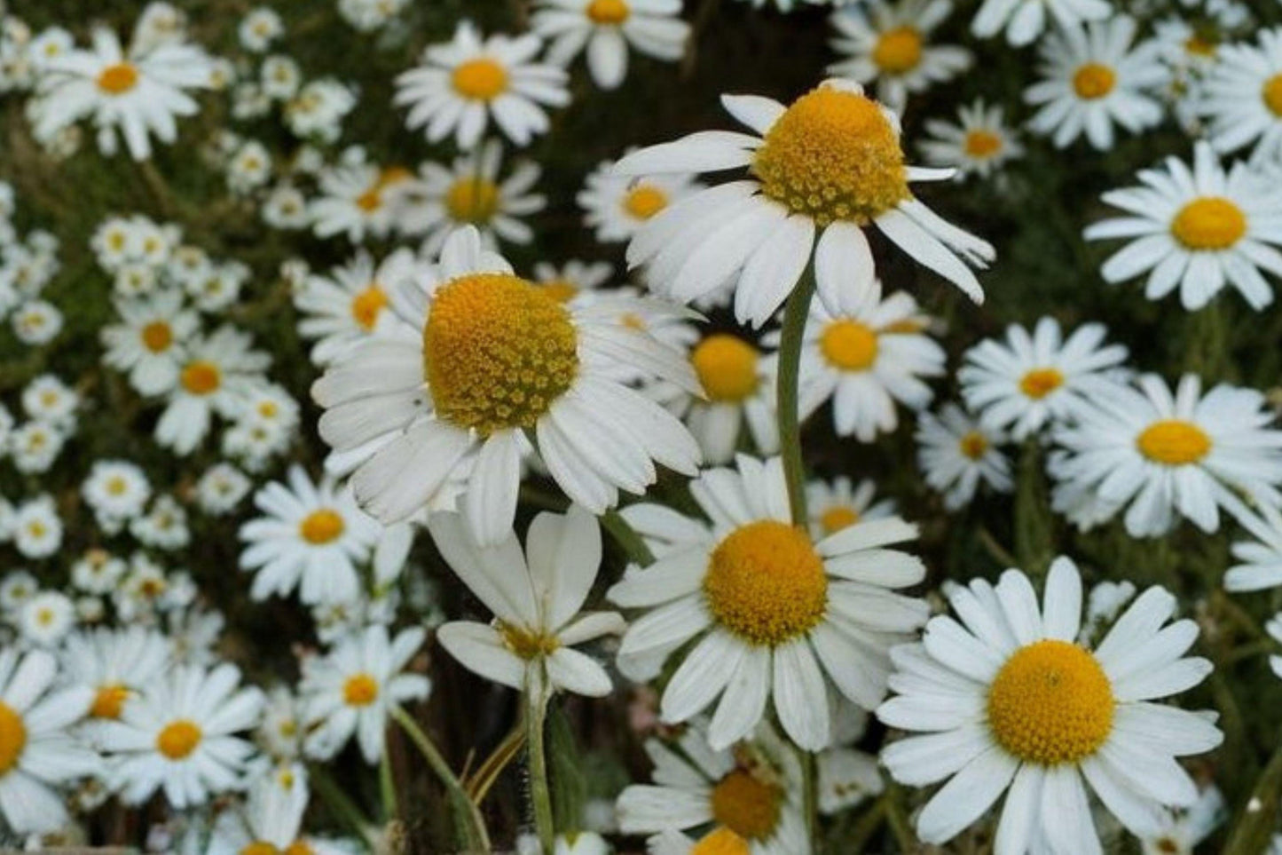 100 German Chamomile Seeds – Matricaria recutita – Medicinal Herb – Herbal Tea Flower