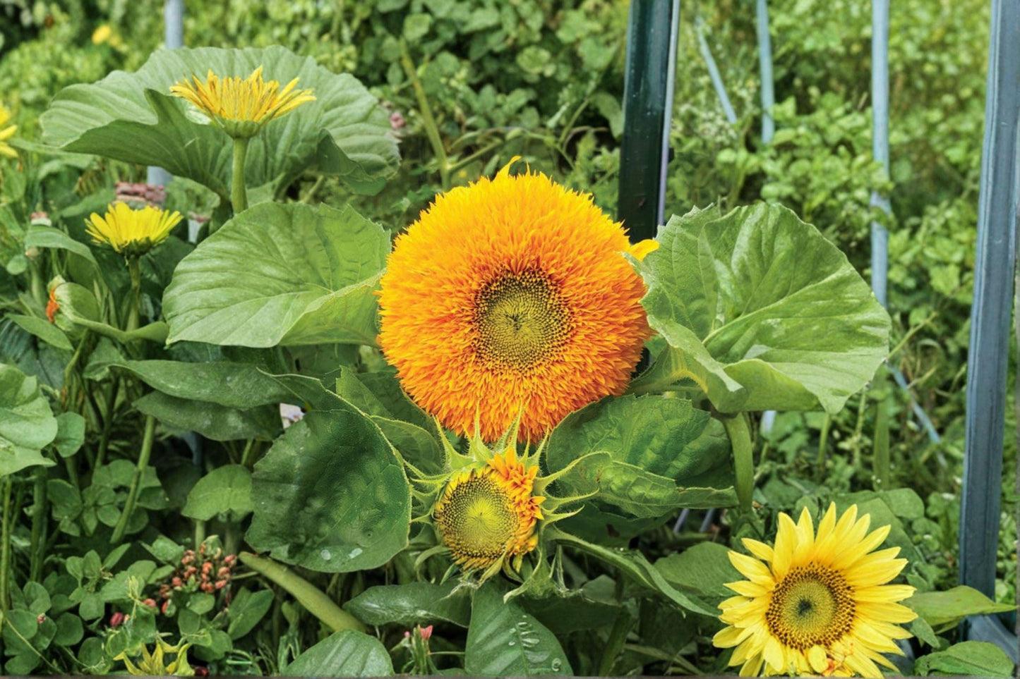 Teddy Bear Sunflower Seeds: Dwarf Sungold Double Bloom - 1 gram