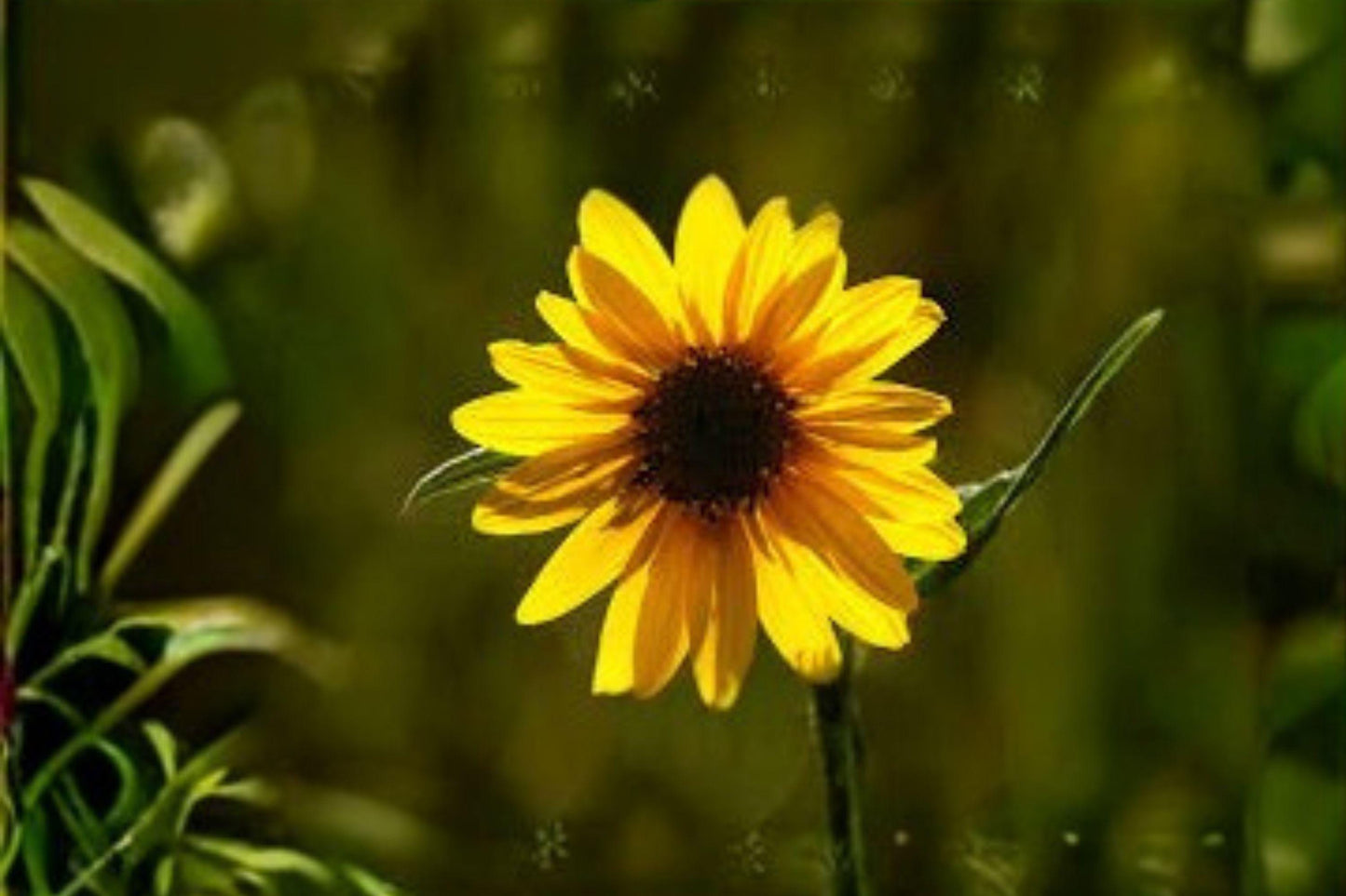 25 Aspen Sunflower Seeds – Helianthella quinquenervis – Native Wildflower – Yellow Blooms – Pollinator Plant