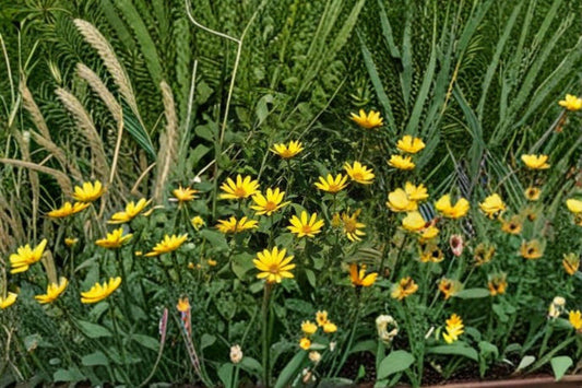 Early Sunflower Seeds: Fast Blooming, Pollinator Friendly (250 mg)