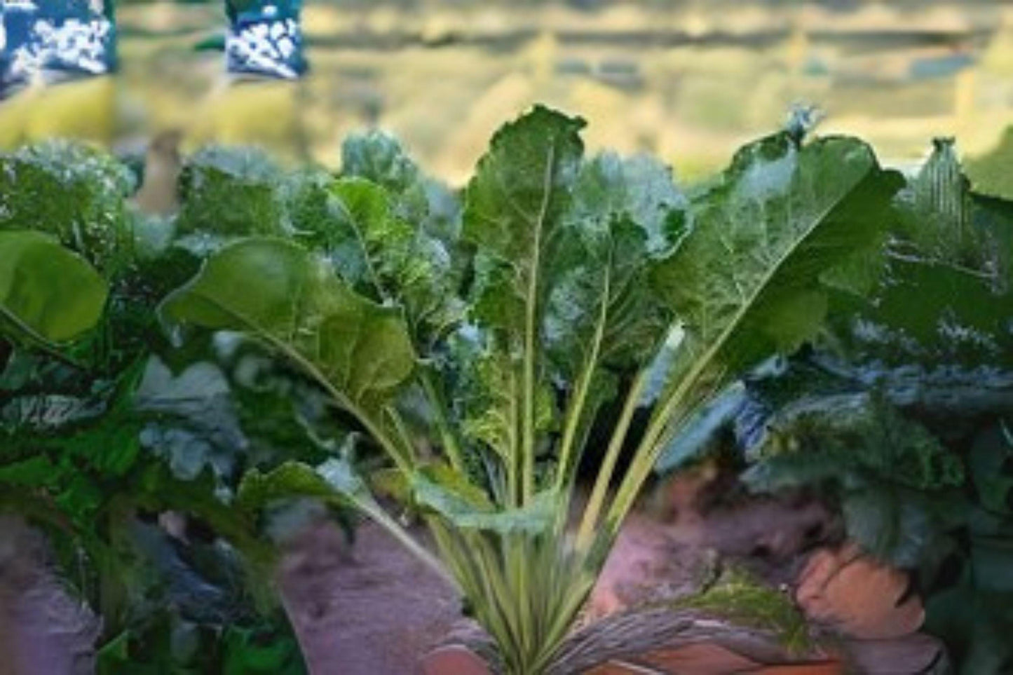 1g Seeds Turnip Seven Top | Leafy Greens Heirloom | Garden Vegetable Seeds