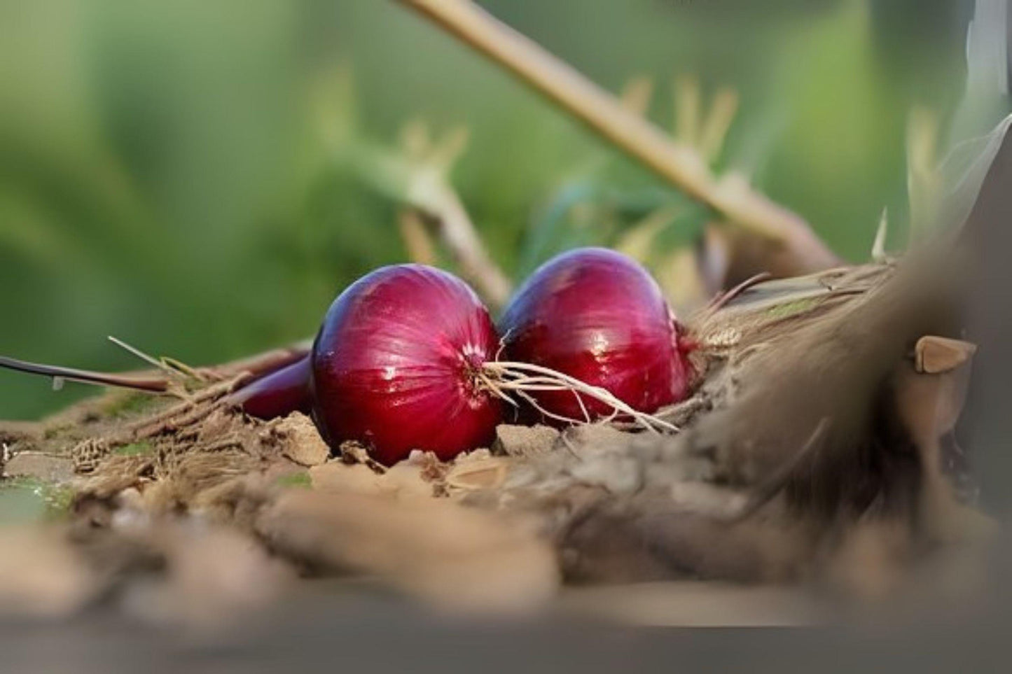 Red Burgundy Onion Seeds: Sweet, Mild Bulbs for Home Garden