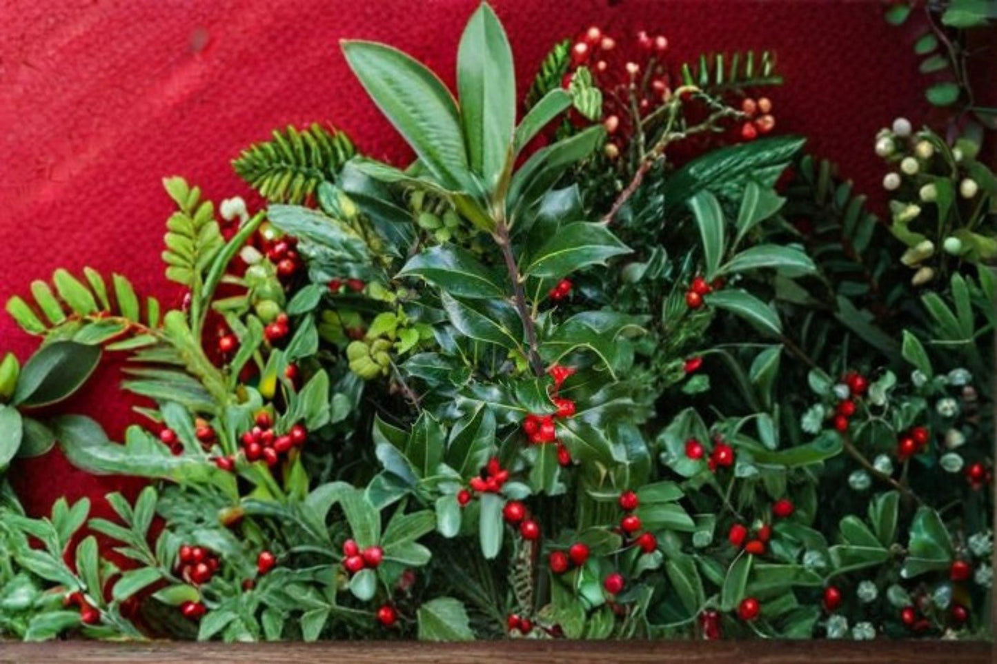10 Seeds | Ilex aquifolium English Holly | Evergreen Shrub | Red Berry Holly Plant | Ornamental Tree
